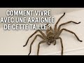 Comment vivre avec une araignée de cette taille ?