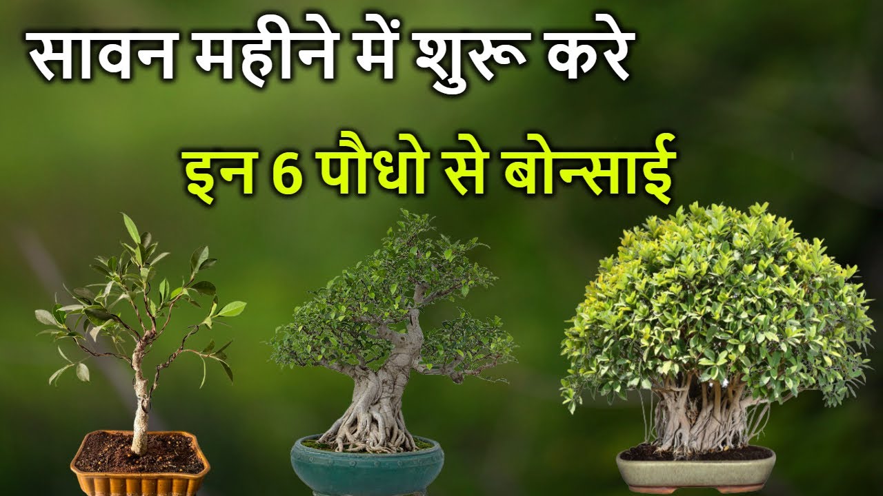 6-grow-own-bonsai-with-these-6