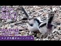 『エナガの超かわいいバトル』2019/03/02-03 本日のかわいいお客さま