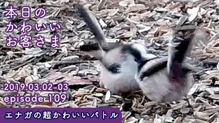 『エナガの超かわいいバトル』2019/03/02-03 本日のかわいいお客さま