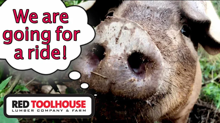 Steps to consider before loading pastured pigs for market