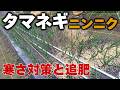 初心者でもできる簡単な家庭菜園の管理方法！冬越しのための寒さ対策と追肥