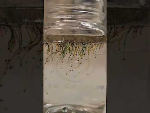Food Dye Oil in Water makes a beautiful display science experiment shorts