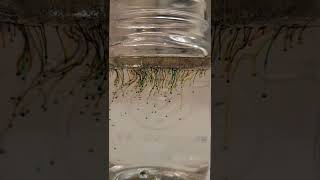 Food Dye & Oil in Water makes a beautiful display! #science #experiment #shorts