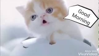 cute pets
