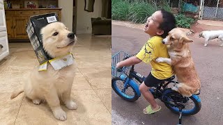 Tiktok Funny And Cute Pets / Tiktok's Cutest Pets #9