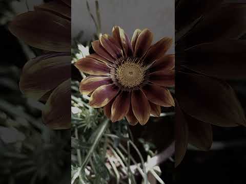 حالات وتساب ازهار ازهار الكازانيا جوري نرجس ياسمين