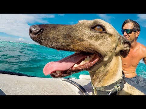 MARLEY, the Sailing Whippet | Sailing with a dog, How we do it! (Sailing Nandji) Ep 138