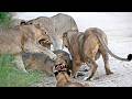 Fierce Lionesses Attack Their Teenage Sons to Protect Tiny Cubs