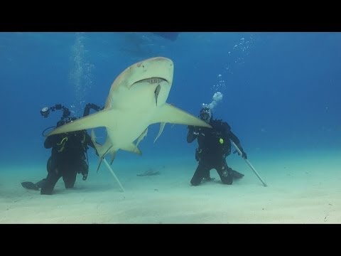 Wideo: Gdzie Zobaczyć I Nurkować Z Rekinami Na Bahamach