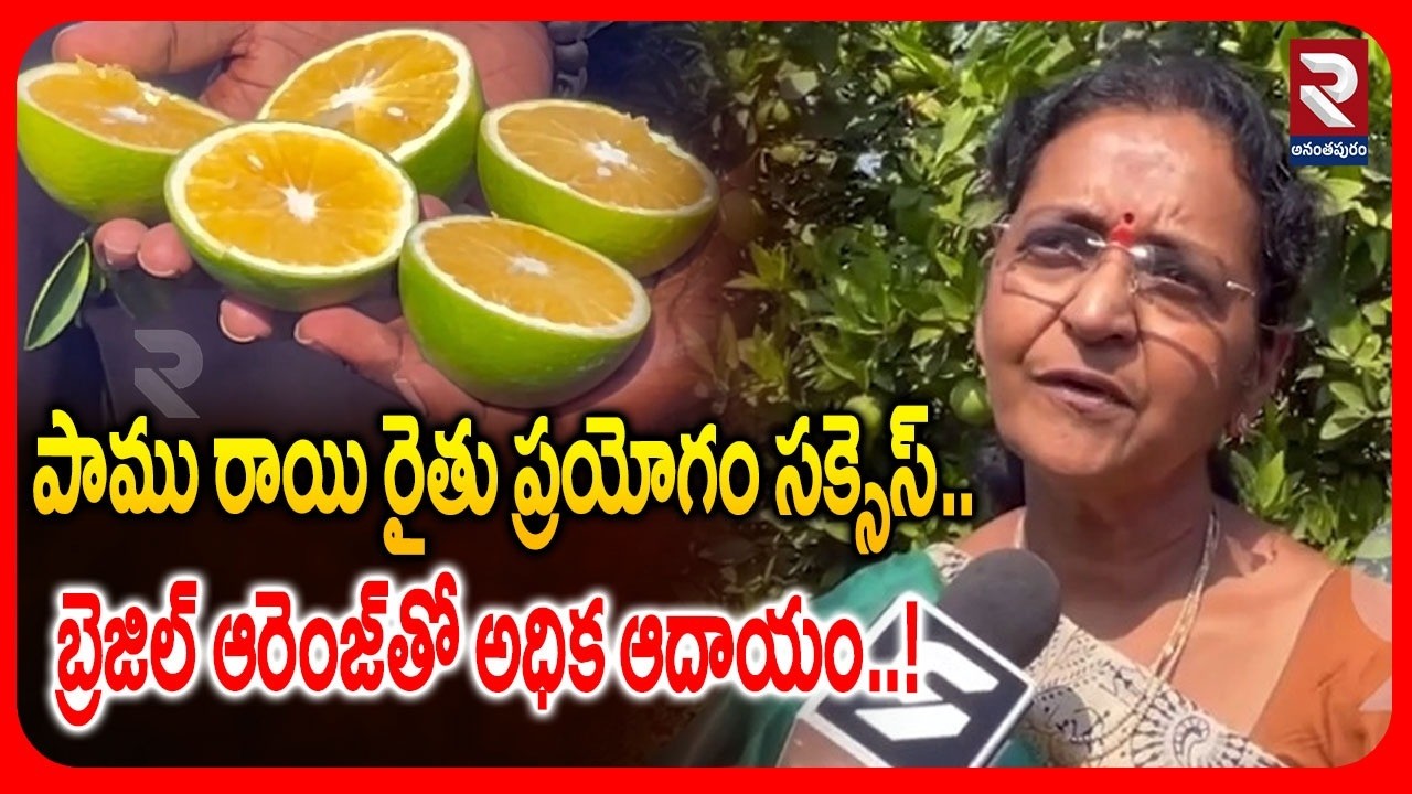 పాము రాయి రైతు ప్రయోగం సక్సెస్.. | Farmers New Method For Orange Farming | @rtvananthapur
