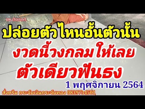 ปู่กูดใหญ่-ปล่อยตัวไหนอั้นตัวน