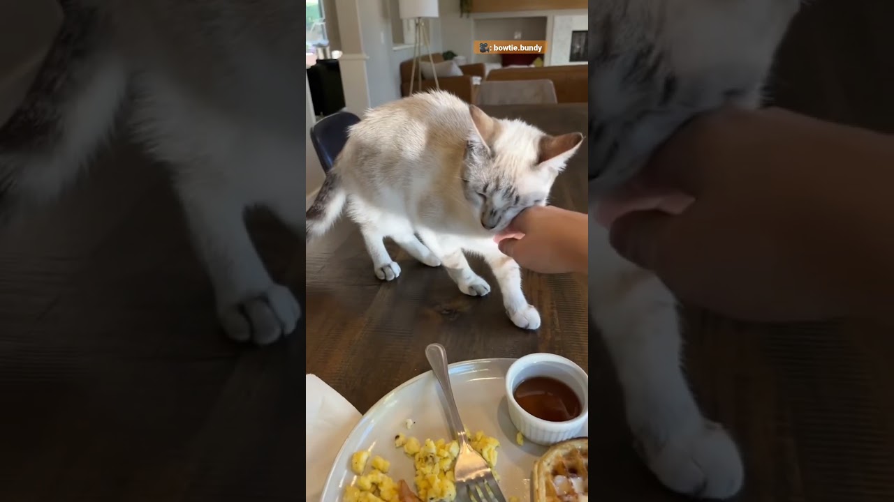 Мама «не хотела кота» | Додо