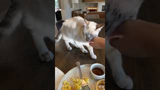Mom 'Didn't Want The Cat' | The Dodo