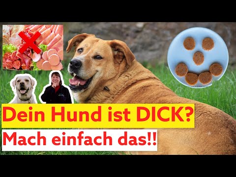 Video: Diätvorschlag für Hunde