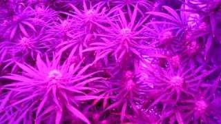 2nd LED Grow - Advanced LED Lights Review - http://www.advancedledlights.com