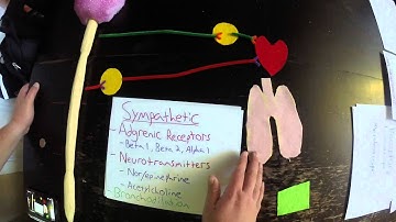 Bio-201 Modeling Project Autonomic Nervous System