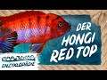 HONGI RED TOP | FISCHENZYKLOPÄDIE | ZOO ZAJAC