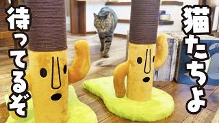 これがマタタビの威力なのか