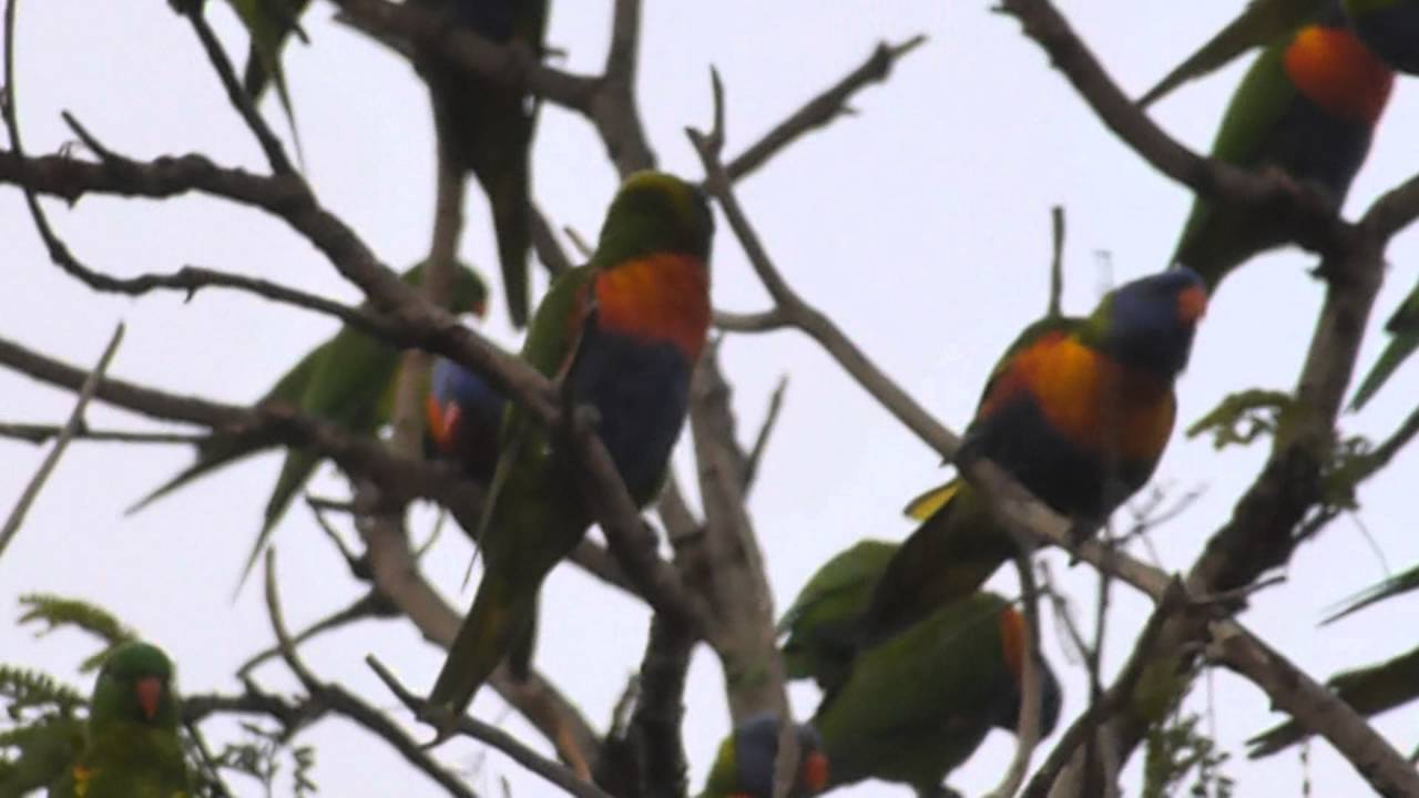 Cairns Australia Birds and Parrots 