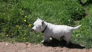 West Highland White Terrier (Westie) Bobby. Eating herbs