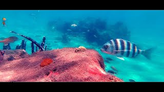 Blue Heron Bridge - Phil Foster Park Snorkeling 23