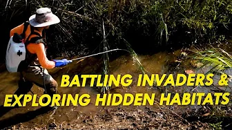 Battling Invaders and Exploring Hidden Habitats | Great Lakes Now