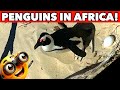 Excursion endangered african penguins in the wild and in captivity