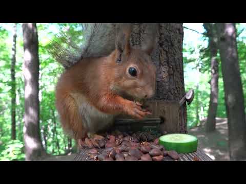Забегала Модель. Поесть грибочков / Model ran in to eat mushrooms