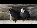 01.08.19. Голуби Линька Корм. Pigeons Moult Food.