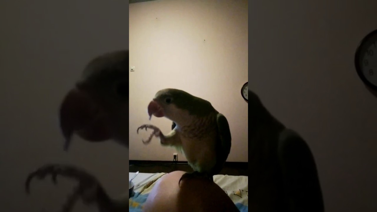 Quaker parrot and seed 