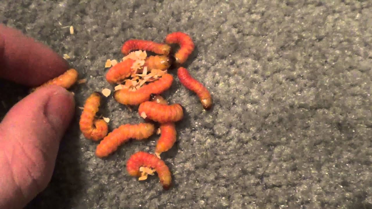 Butterworm Mini-Review For Reptiles Gecko Guy- - YouTube