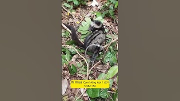 cạm kiềng ,#shorts ,#cạm kiềng