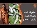 Silk Worm Farming | How Your Silk Is Made? | Sujag Videos