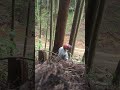 Felling a cedar ms261