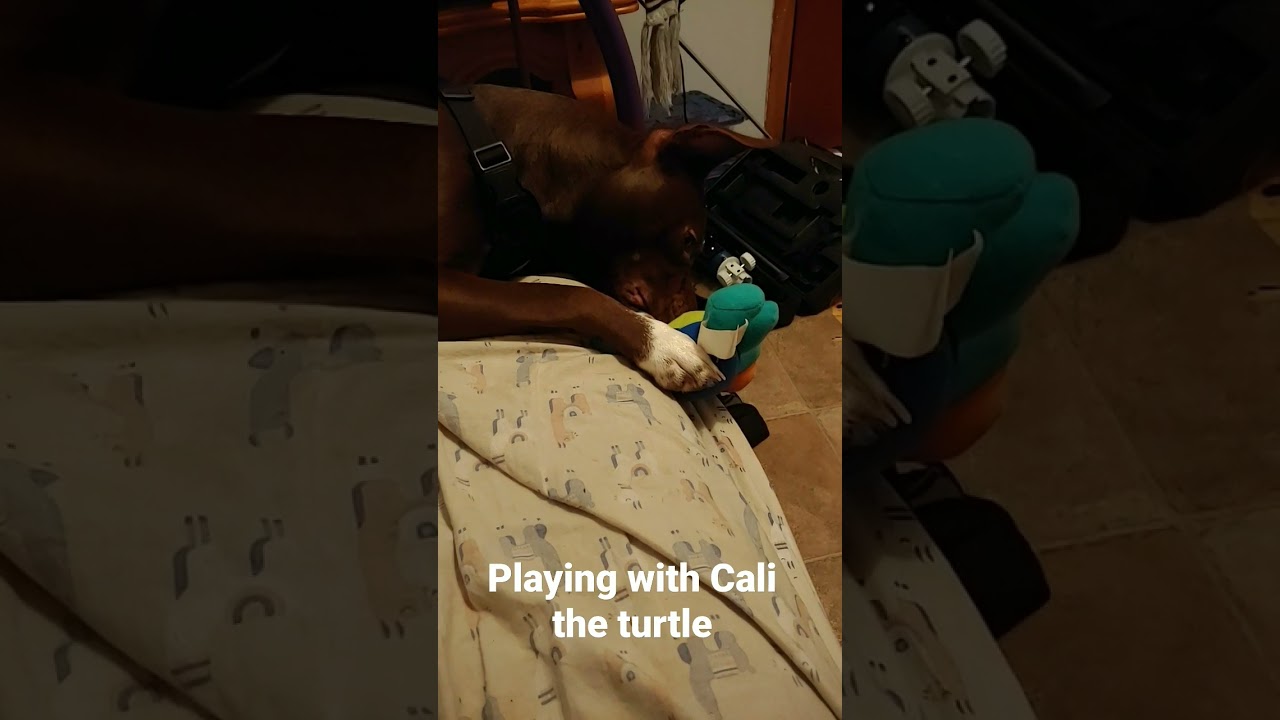 Cali vs Sparrow