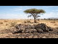 Baby Warthog Survival Story | African Savanna Wildlife | AI Documentary | Veo 3 Pro Cinematic