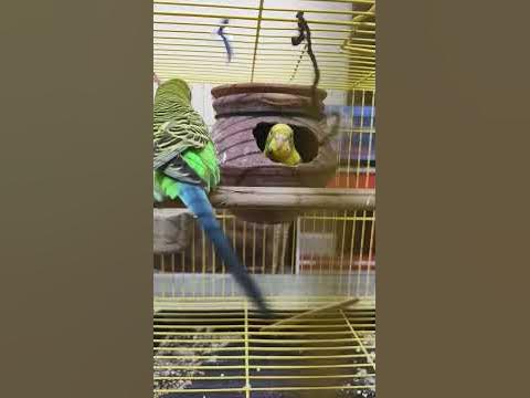 #bajri #bird # - YouTube