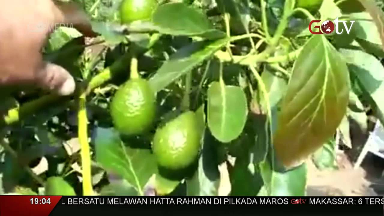 Khasiat Buah Alpukat 