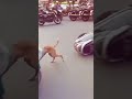 Hilarious Dog with Bucket on Head Causes Unbelievable Chaos! Must See!