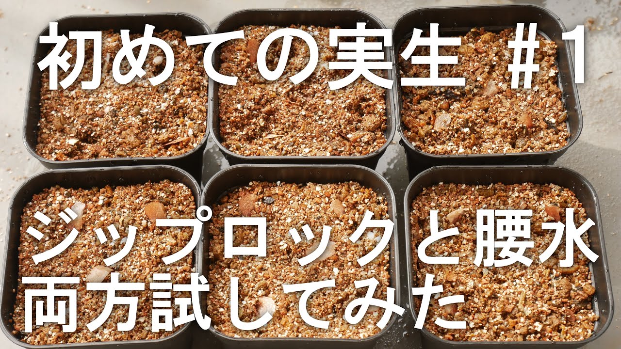 チタノタブルーと亀甲竜の実生 ジップロックと腰水管理で実験①