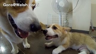 20130831 Part 4 cute corgi puppies love Goro / コーギー子犬 Goro@Welsh corgi