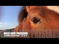 Geronimo Love, Family and Challis Wild Horses at Wild Love Preserve