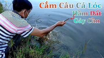Cắm Câu Cá Lóc Ở Hầm Đất Bằng Mồi Nòng Nọc