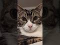 healing #catshorts #inspiration #healthy #tiktok猫 #cute #neko #kawaii #adorable #calmcats #inform