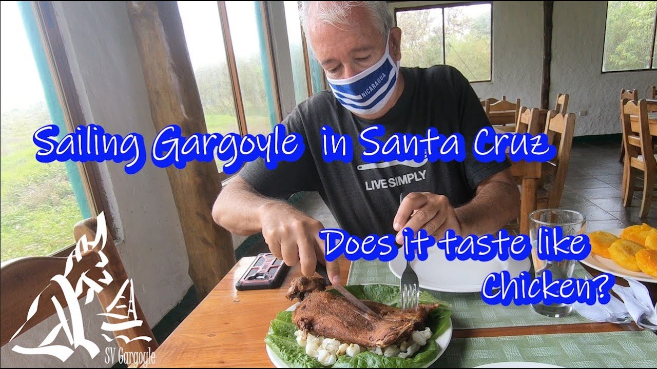 Tastes Like Chicken - Sailing Gargoyle Eats a Guinea Pig Ep. 30