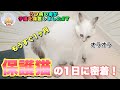 【保護猫#7】保護猫しらたきの１日に密着！新居はどうなった！？#保護猫 #子猫 #里親 #cat