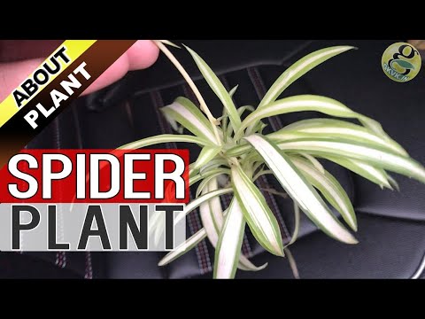 SPIDER PLANT - SPIDERETTES / BABIES - Chlorophytum | How to Grow Care and Propagate Spider plant