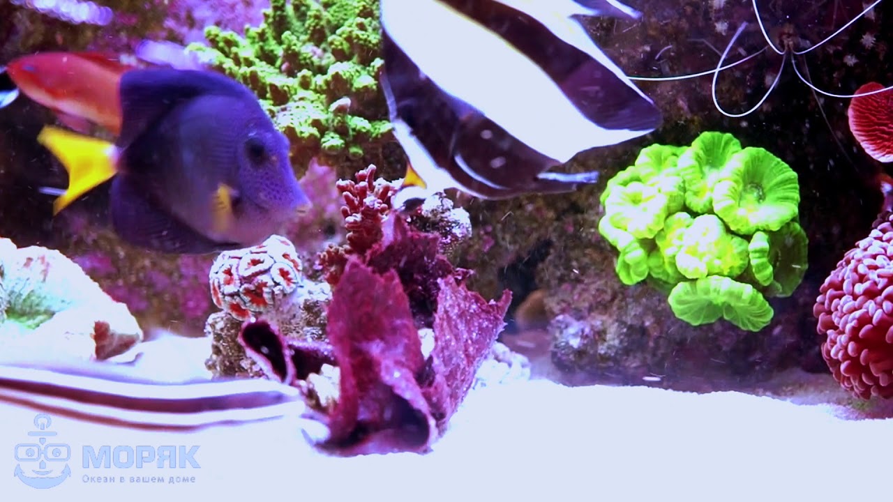 Zanclus cornutus & Brown Marine Algae