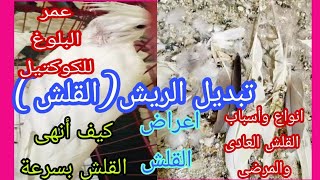 القلش (تغيير ريش الكوكتيل) انواعة وطريقة التعامل معه